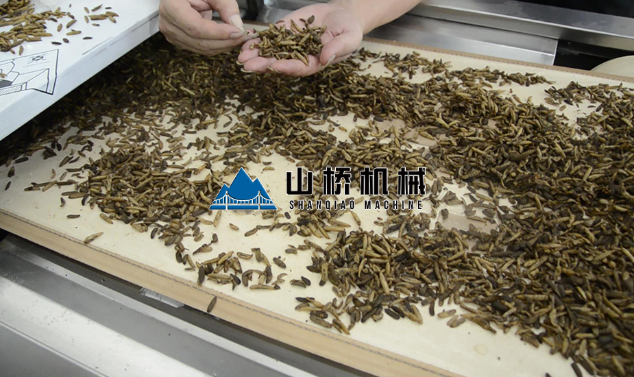 黃粉蟲(chóng)微波殺菌機(jī)(圖2) 黃粉蟲(chóng)微波殺菌機(jī)(圖2)